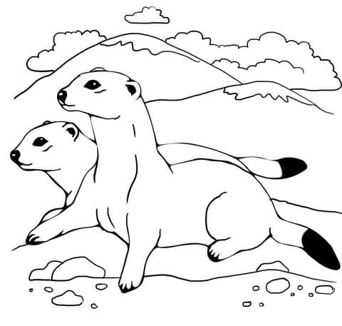 Two Ferrets Coloring Page